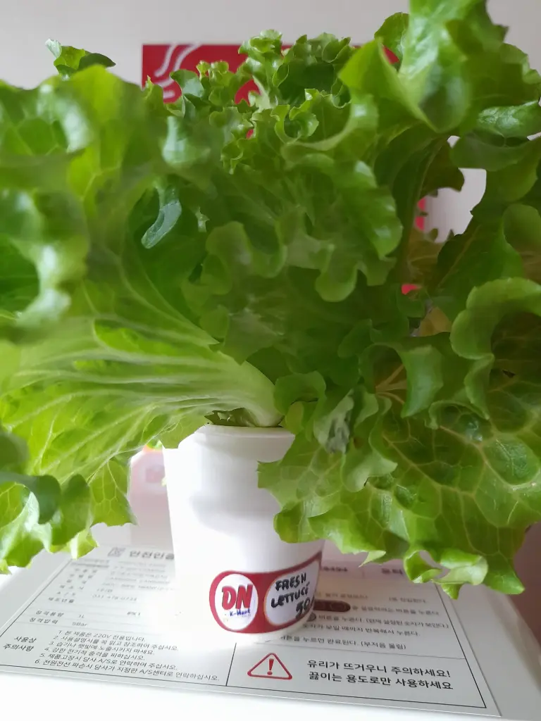 Fresh Lettuce in Cup